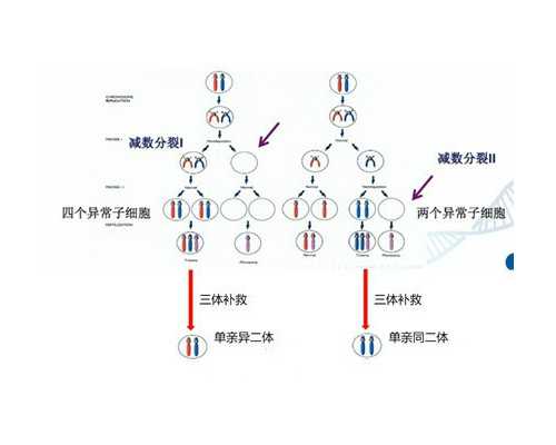 全国供卵机构排名榜单,2025广州三代试管机构排名已更新